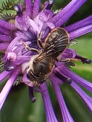 Megachilinae