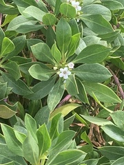 Myoporum laetum