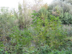 Fraxinus pennsylvanica lanceolata