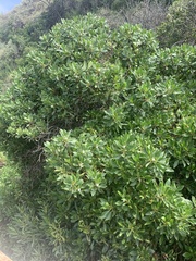 Myoporum laetum