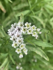 Heliotropium curassavicum