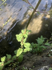 Scrophularia auriculata