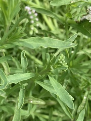 Heliotropium curassavicum