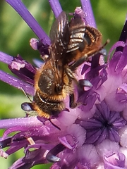 Megachilinae