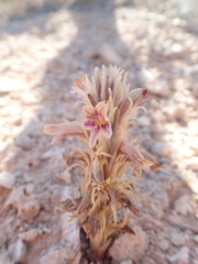 Aphyllon corymbosum mutabile