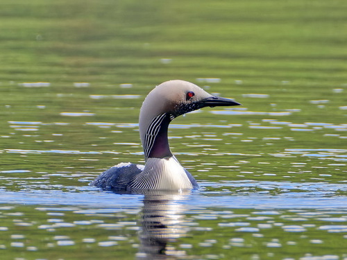 Arctic Loon