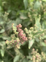 Chenopodiastrum murale