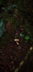 Tricholoma odorum