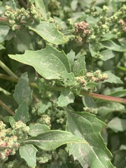 Chenopodiastrum murale