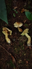 Tricholoma odorum