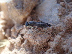 Phycinae