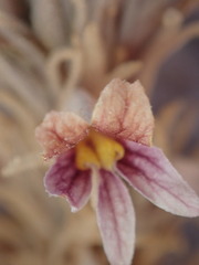 Aphyllon corymbosum mutabile