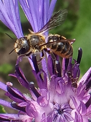 Megachilinae
