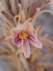 Aphyllon corymbosum mutabile
