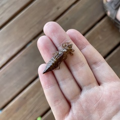 Cordulegaster maculata