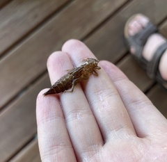 Cordulegaster maculata