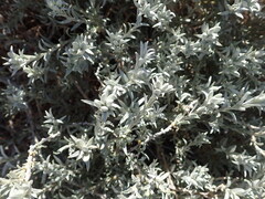 Tetradymia canescens