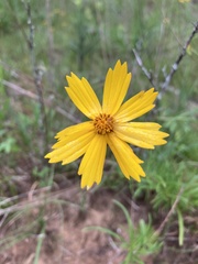 Coreopsis grandiflora inclinata
