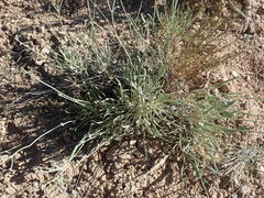 Eriogonum brevicaule cottamii