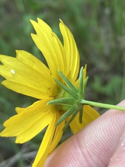 Coreopsis grandiflora inclinata