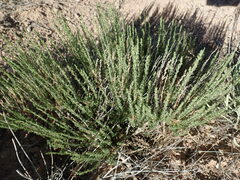 Artemisia pygmaea