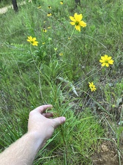Coreopsis grandiflora inclinata