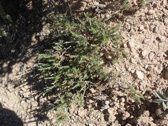 Artemisia pygmaea