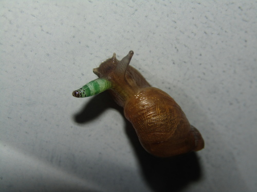 Didžioji gintarė nuotrauka