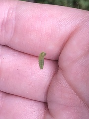 Cacoecimorpha pronubana