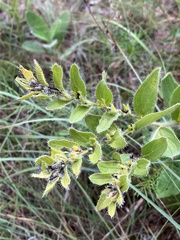 Lithospermum decipiens