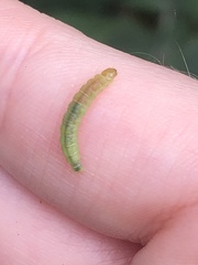 Cacoecimorpha pronubana