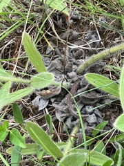 Lithospermum decipiens