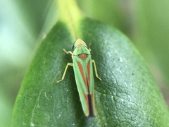 Graphocephala fennahi