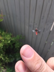 Monophylla terminata