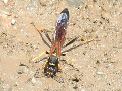 Sceliphron caementarium