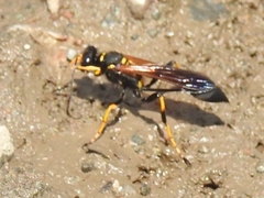 Sceliphron caementarium