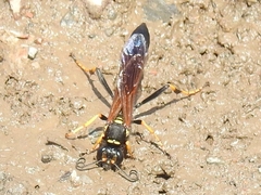 Sceliphron caementarium