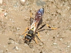 Sceliphron caementarium