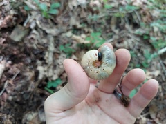 Dynastes tityus