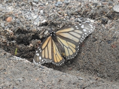 Danaus plexippus
