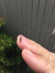 Monophylla terminata