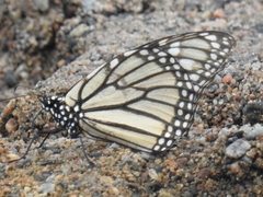 Danaus plexippus