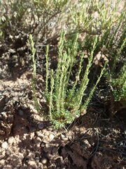 Artemisia pygmaea