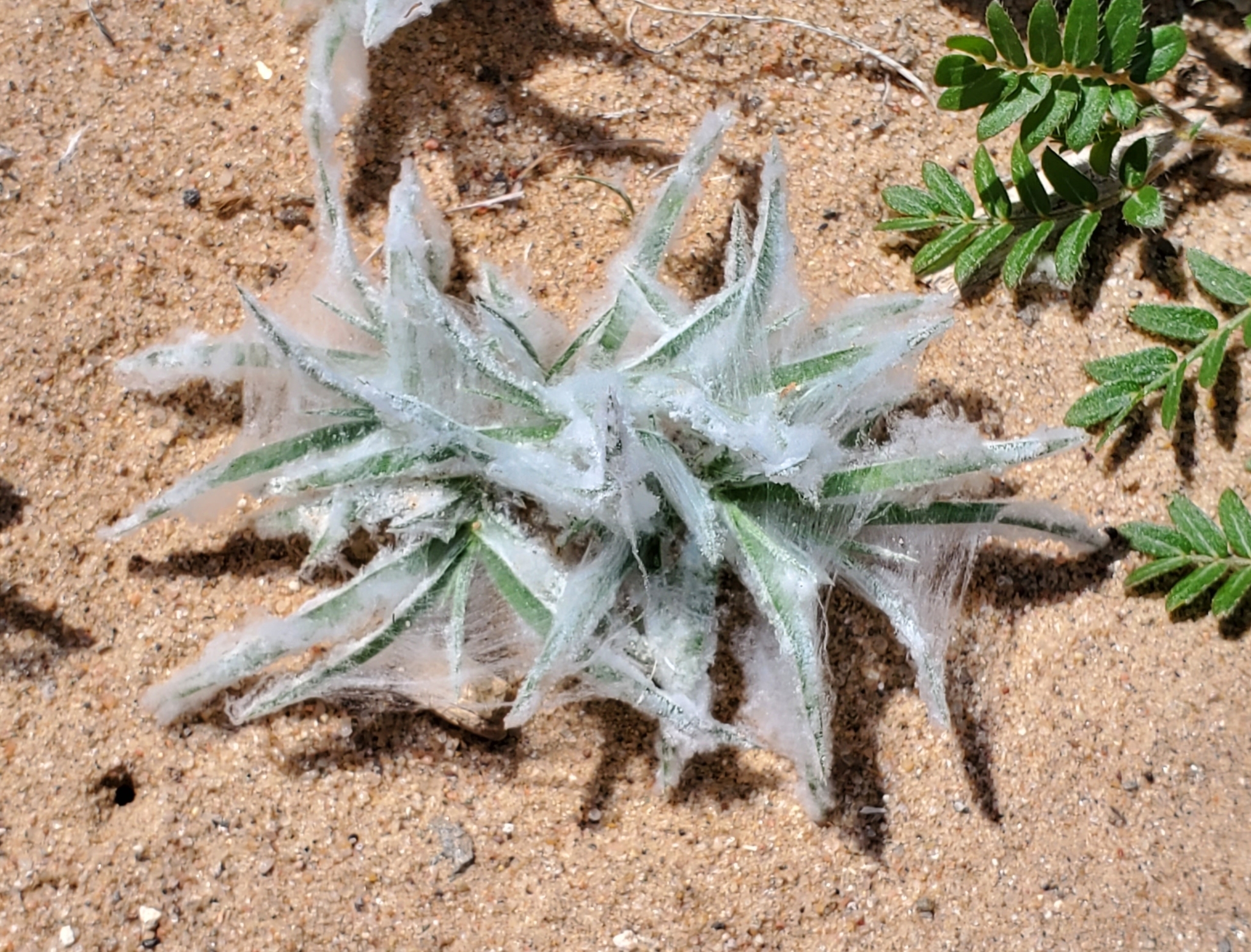 Munroa squarrosa