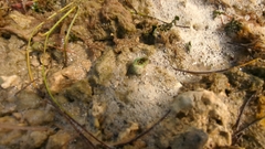 Clibanarius antillensis