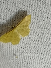 Idaea rufaria