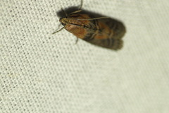 Sciota adelphella