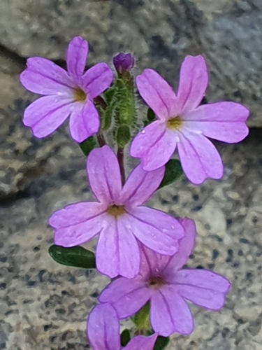Fairy Foxglove