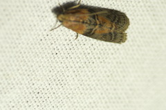 Sciota adelphella