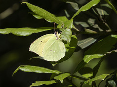 Gonepteryx cleobule